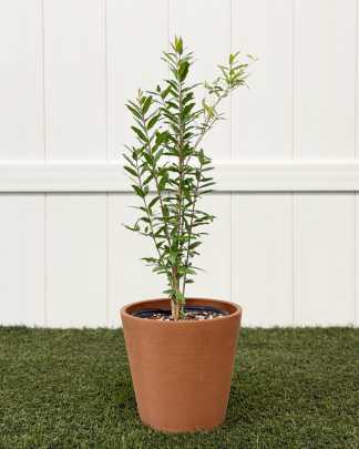Punica granatum 'Nana', Pomegranate 'Dwarf Red' - Medium