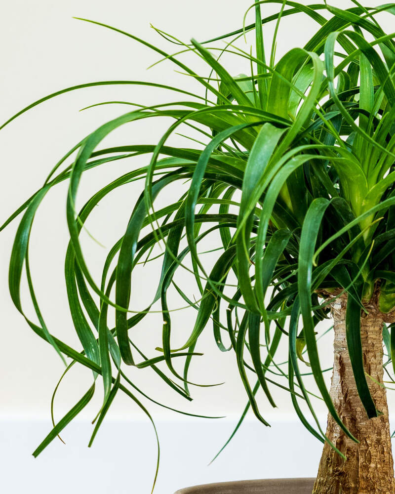 Beaucarnea Recurvata Nolina Ball Ponytail Palm