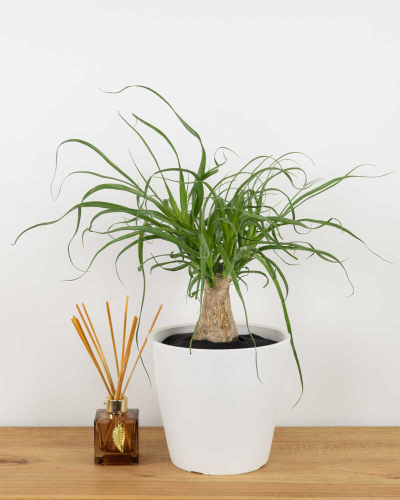 Ponytail Palm