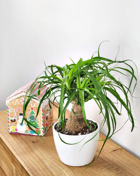 Potted