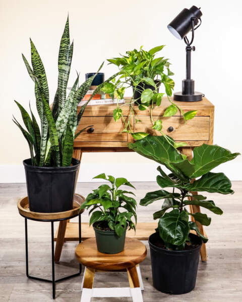 Popular Houseplant Box