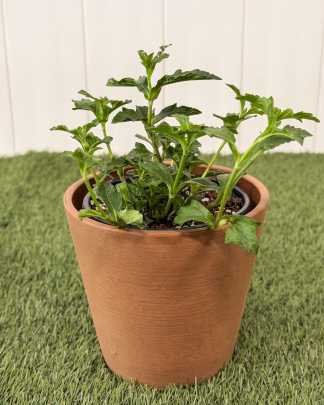 Florida Blue Porterweed - Medium