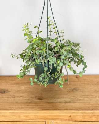 Medium, Hanging Basket