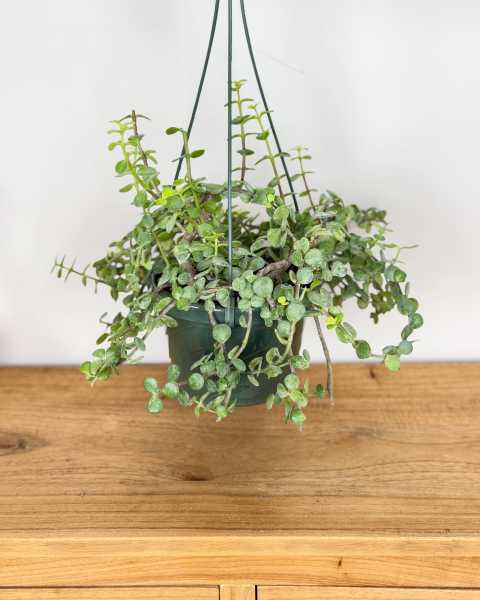 Medium, Hanging Basket Medium, Hanging Basket