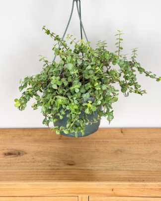 Large, Hanging Basket