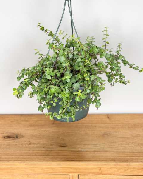 Large, Hanging Basket Large, Hanging Basket