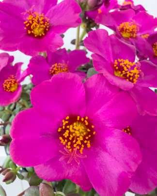 Portulaca Purple Flower