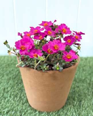 Portulaca Purple Flower - Medium