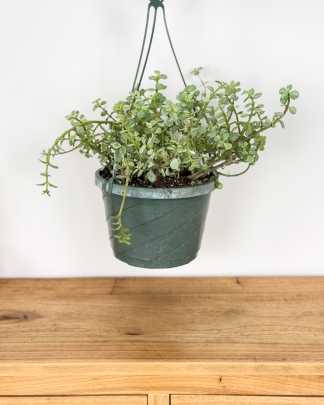 Large, Hanging Basket