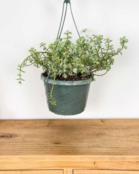 Large, Hanging Basket