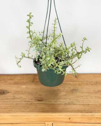 Medium, Hanging Basket