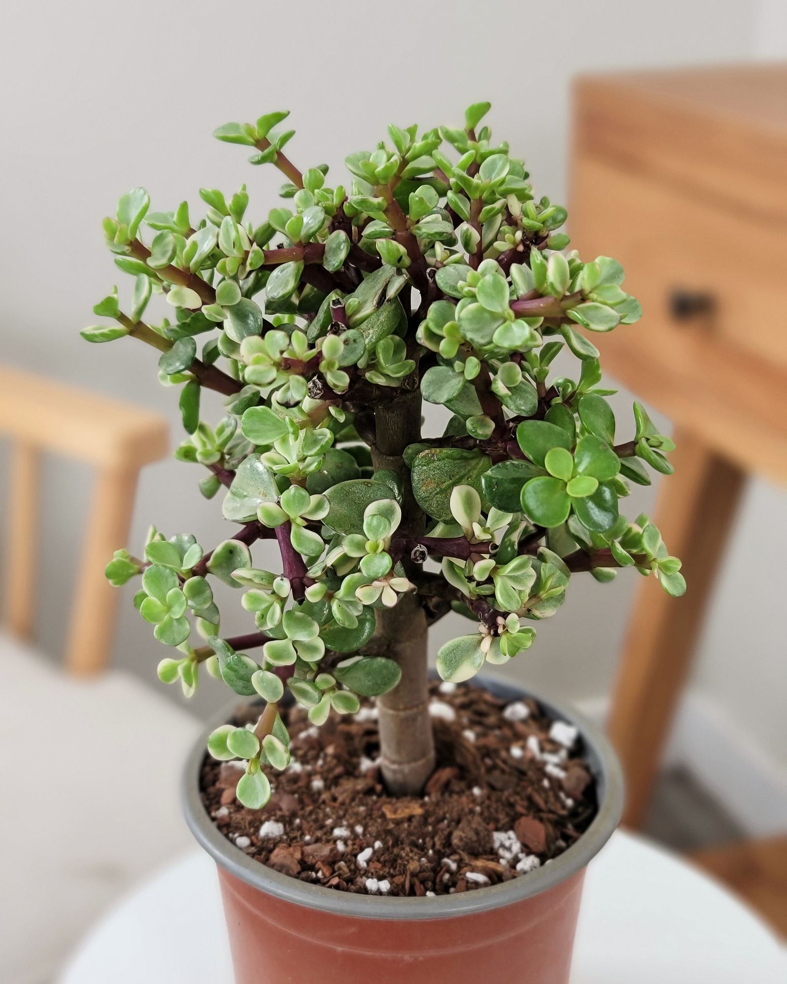 black raven zz plant near me Black Raven ZZ Plant LIVE 4