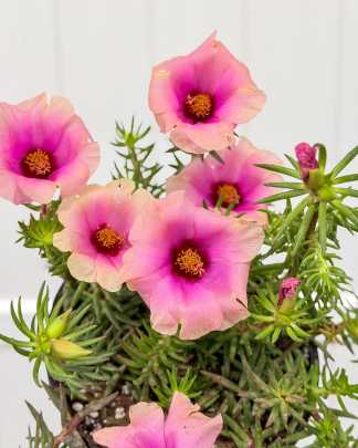 Portulaca Pink Flower