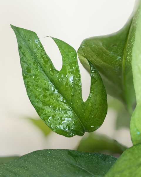 Leaves Leaves