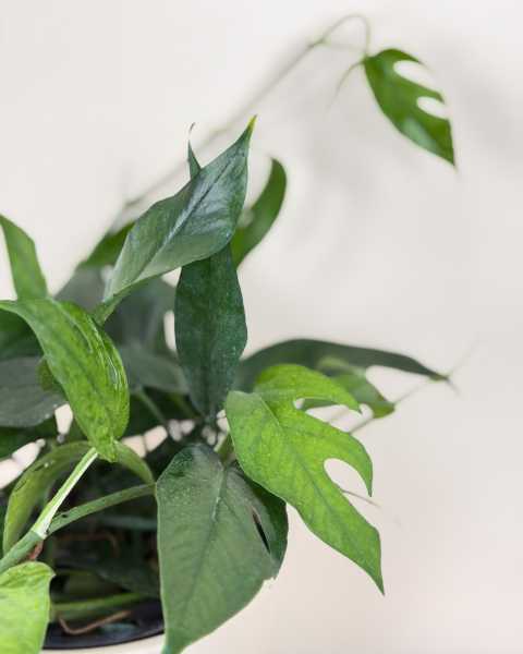 Foliage Foliage