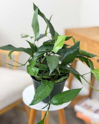 Pothos Baltic Blue