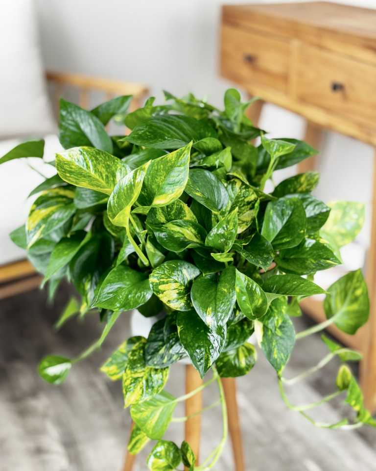 Best Plants for Dark Bathrooms | PlantVine