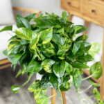 Golden Pothos