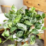 Marble Queen Pothos