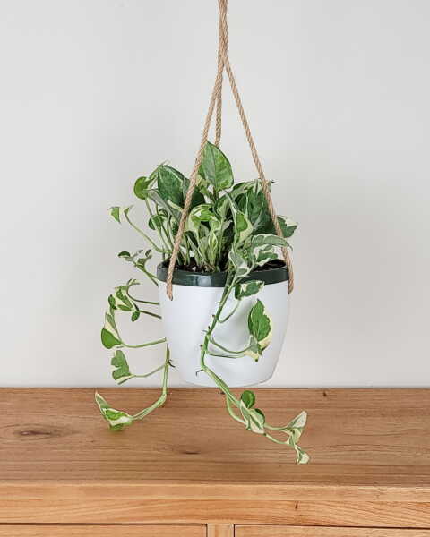 Medium, Hanging Basket Medium, Hanging Basket