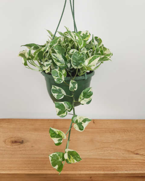 Large, Hanging Basket Large, Hanging Basket