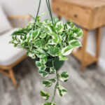 Pothos N Joy
