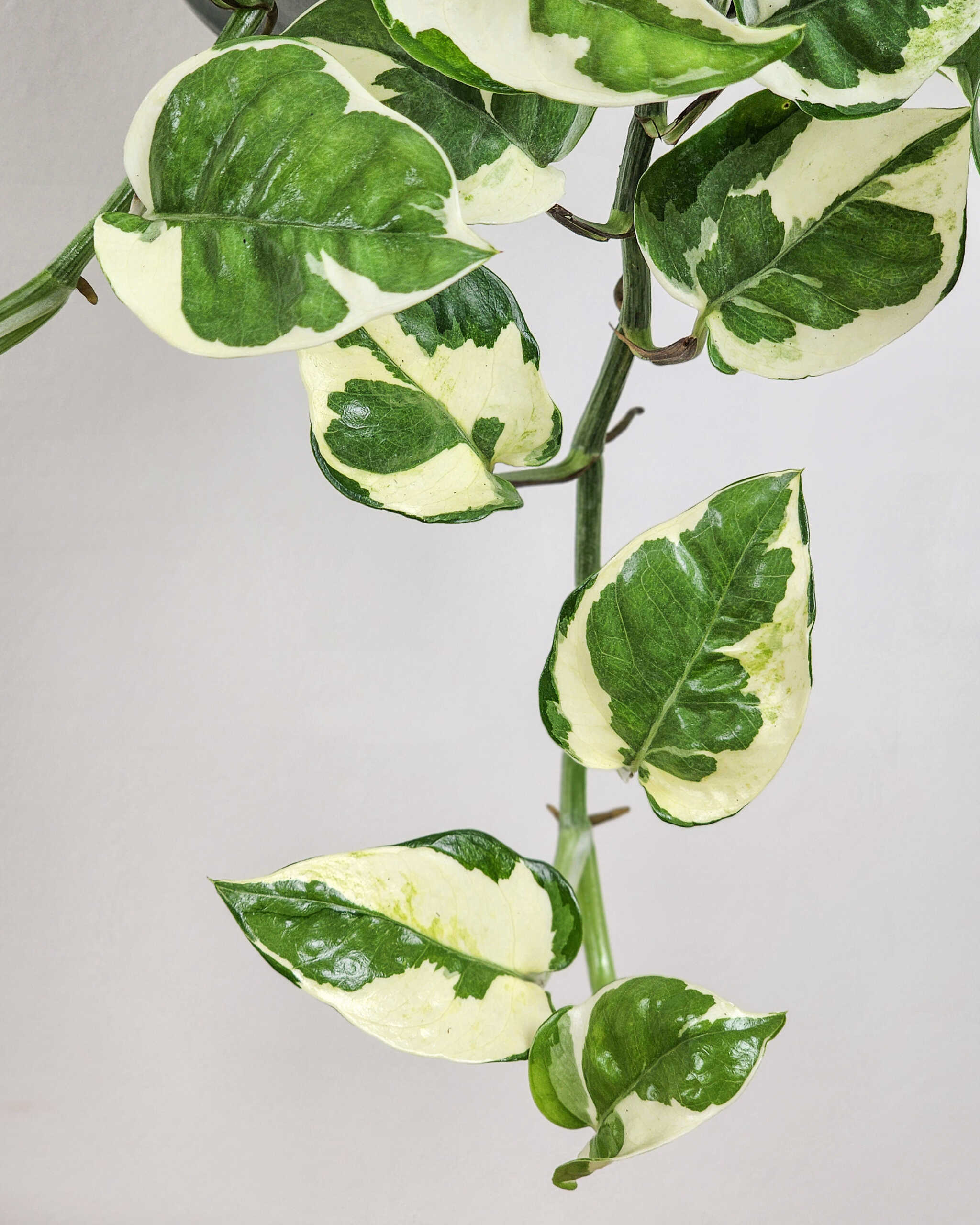 N Joy Pothos PlantVine n-joy-pothos-plantvine