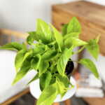 Neon Pothos