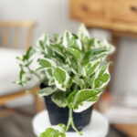 Pothos Pearls & Jade