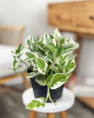 Pothos Pearls & Jade