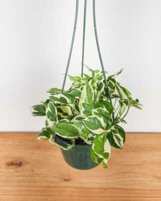 Pothos Pearls and Jade
