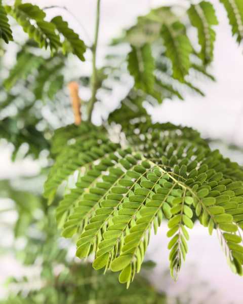 Foliage 2 Foliage 2