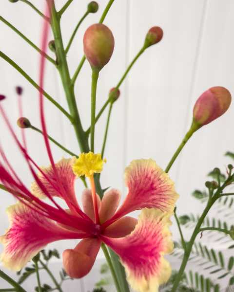 Flower Flower