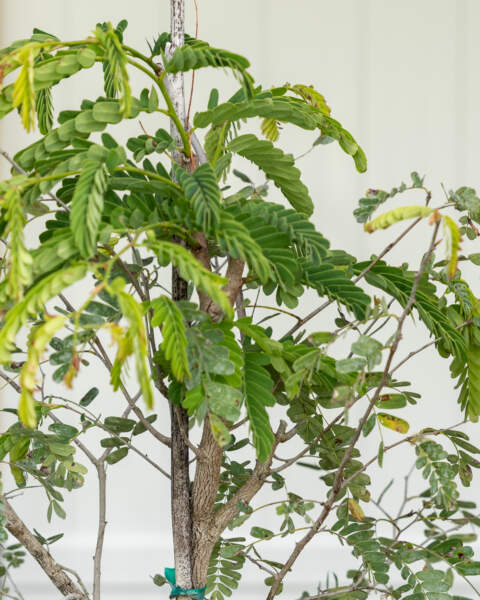 Leaves Leaves