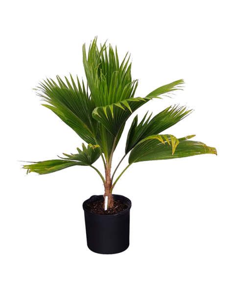 Large