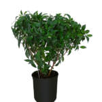 psychotria ligustrifolia large