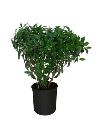 psychotria ligustrifolia large