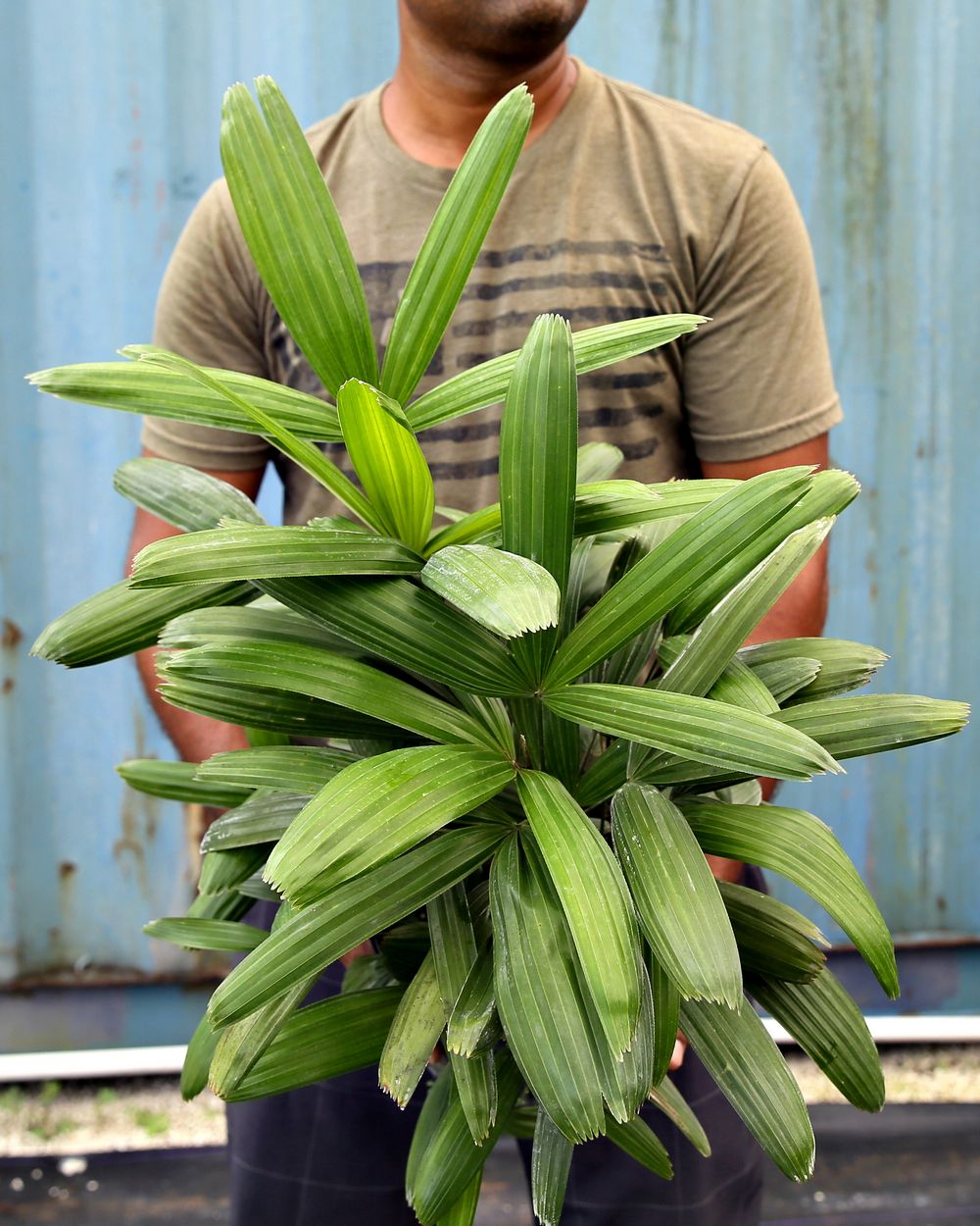 Buy Rhapis excelsa 'Koban', Puffy Leaf Lady Palm Free
