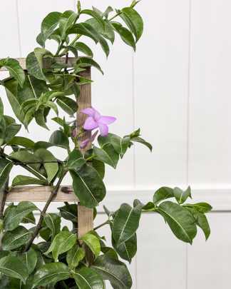 Purple Allamanda