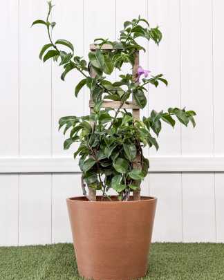 Large, Trellis