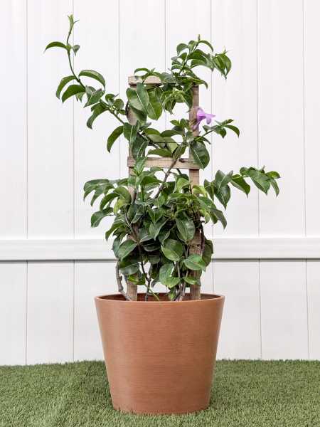 Large, Trellis