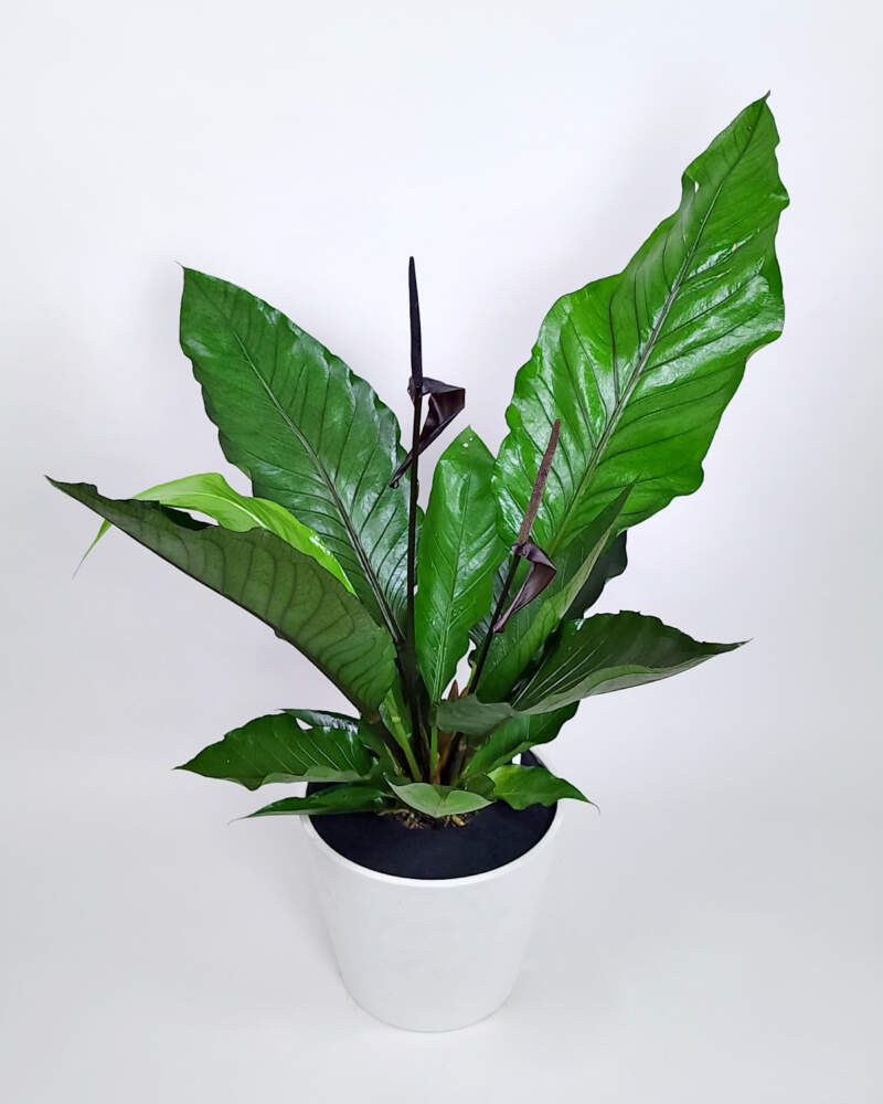 Purple Hookeri Bird’s Nest Anthurium PlantVine