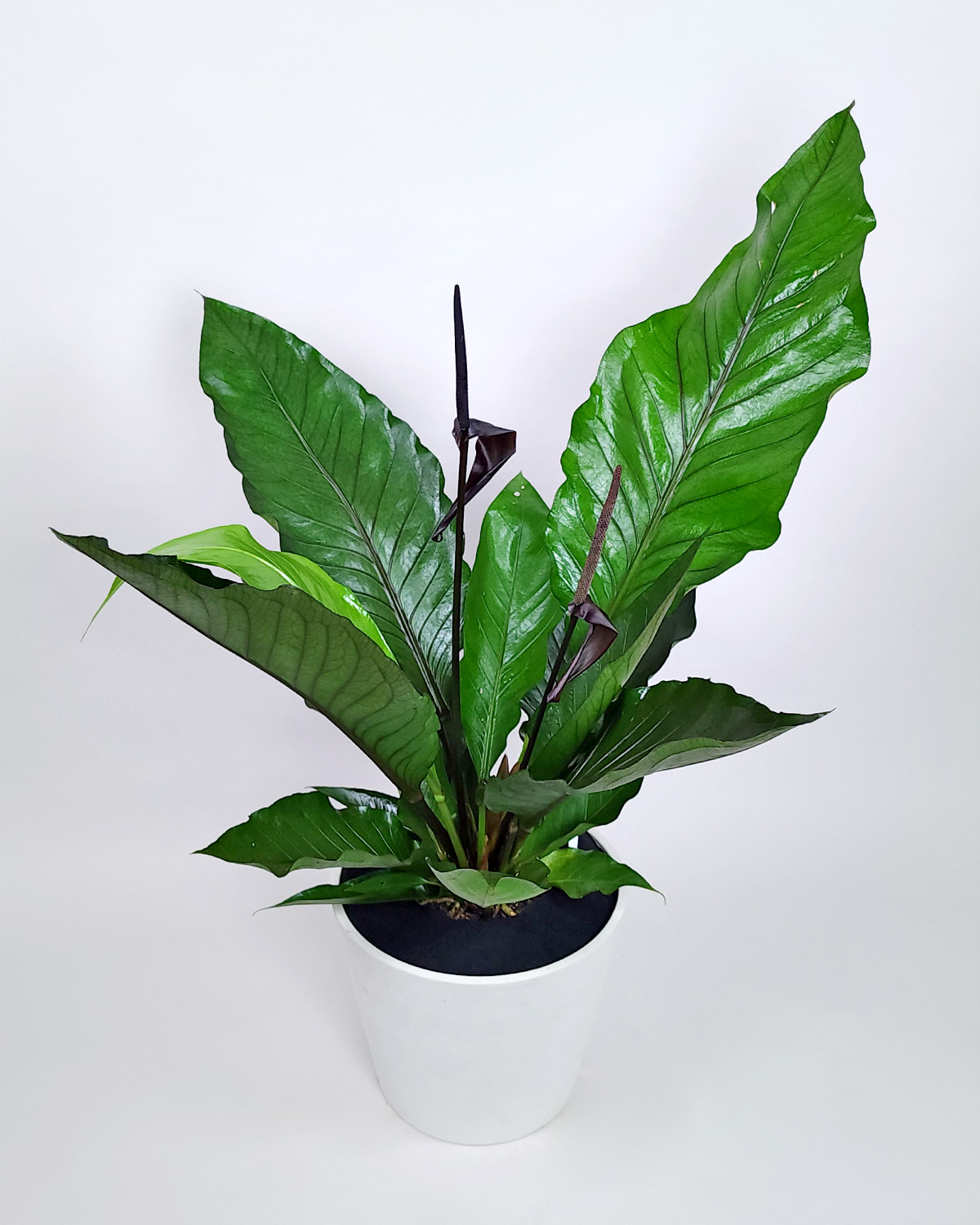 Purple Hookeri Bird’s Nest Anthurium PlantVine