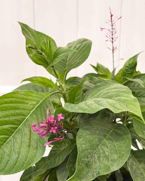 Foliage