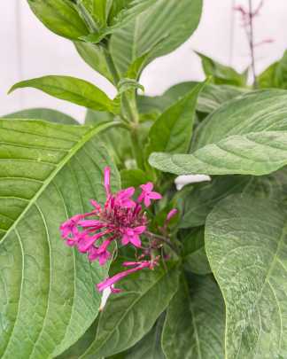 Odontonema callistachyum, Purple Firespike
