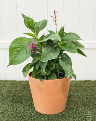 Odontonema callistachyum, Purple Firespike - Large
