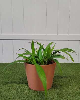 Purple Ground Orchid - Large