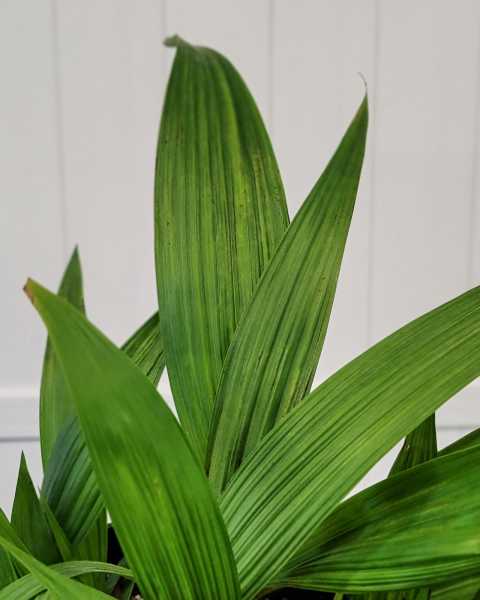 Foliage