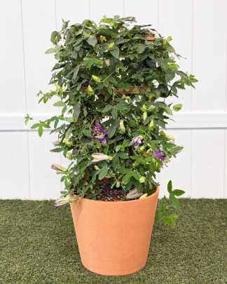 Passiflora incarnata, Purple Passion Flower - Large, Trellis