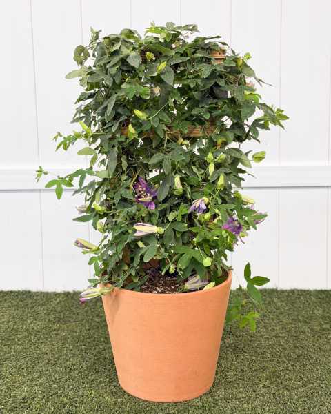 Large, Trellis